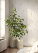 Foto ambientata, Dalbergia grande e piccola