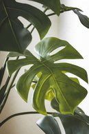 dettaglio delle foglie monstera