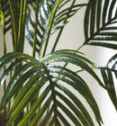 Dettaglio foglie palma areca 2