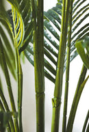 Dettaglio foglie palma areca