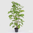 dalbergia enzo de gasperi grande