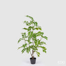 dalbergia enzo de gasperi piccola