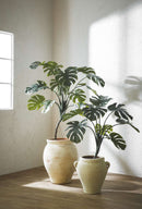 foto espositiva monstera 