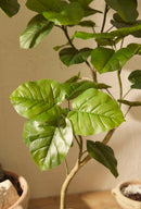 Ficus Umbrellata dettaglio foglie
