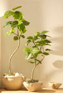 Ficus Umbrellata, foto espositiva