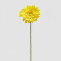 EDG Enzo De Gasperi | Gerbera Ramo 6 colori assortiti