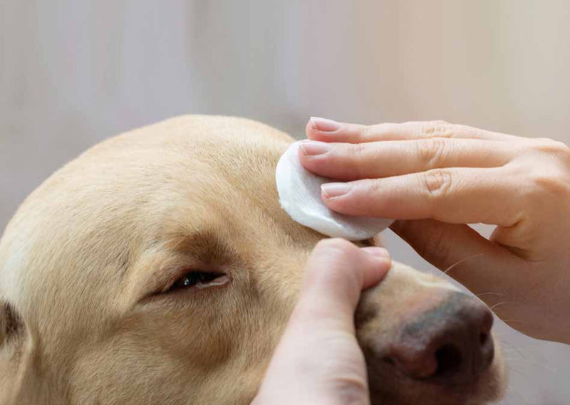 Mousse Detergente Occhi e Orecchie applicazione occhi