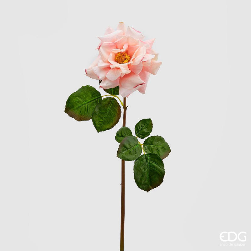 Rosa Duchessa Dea EDG
