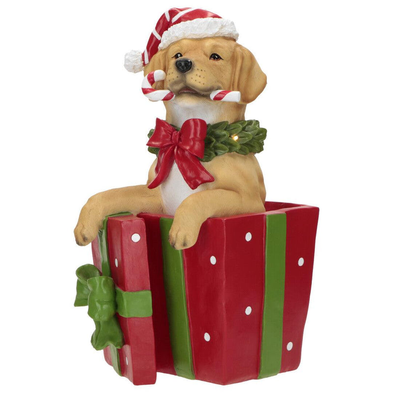 Dog in Gift Timstor