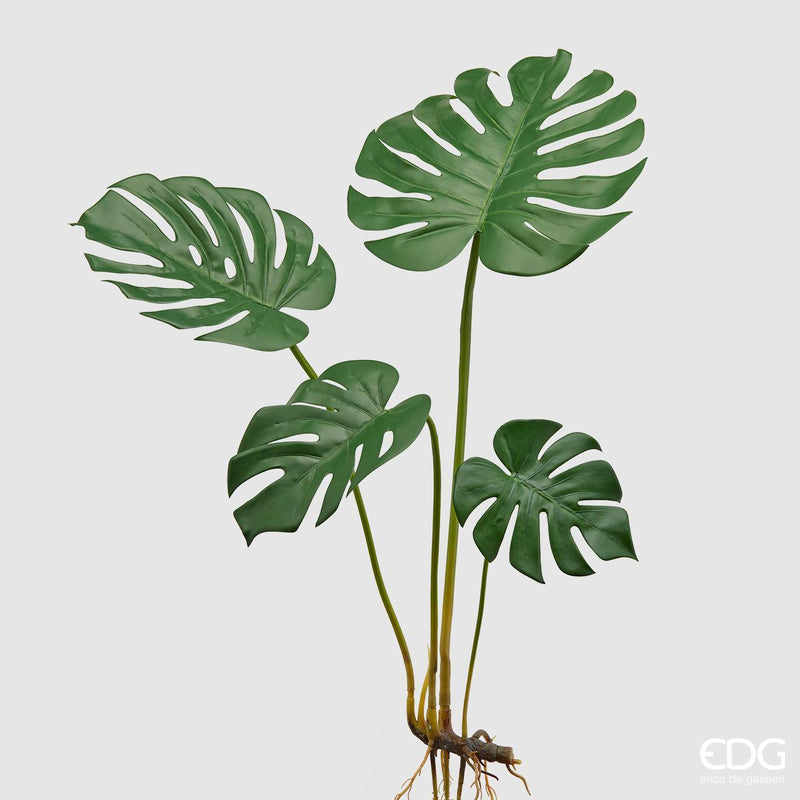 Monstera Chic H80 EDG Enzo De Gasperi