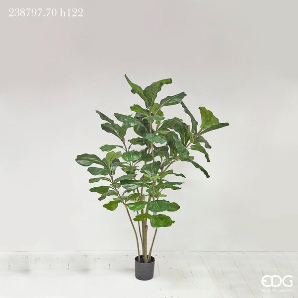 Pianta Ficus Lyrata con vaso H 122 cm Edg Enzo De Gasperi