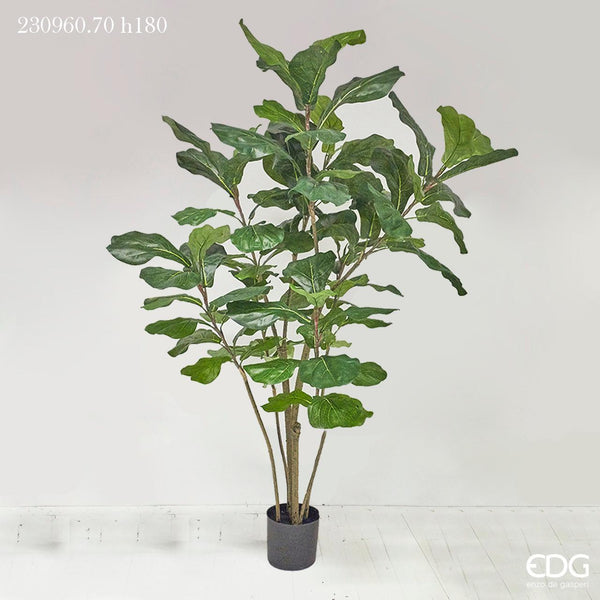 Pianta Ficus Lyrata con vaso H 180 cm Edg Enzo De Gasperi