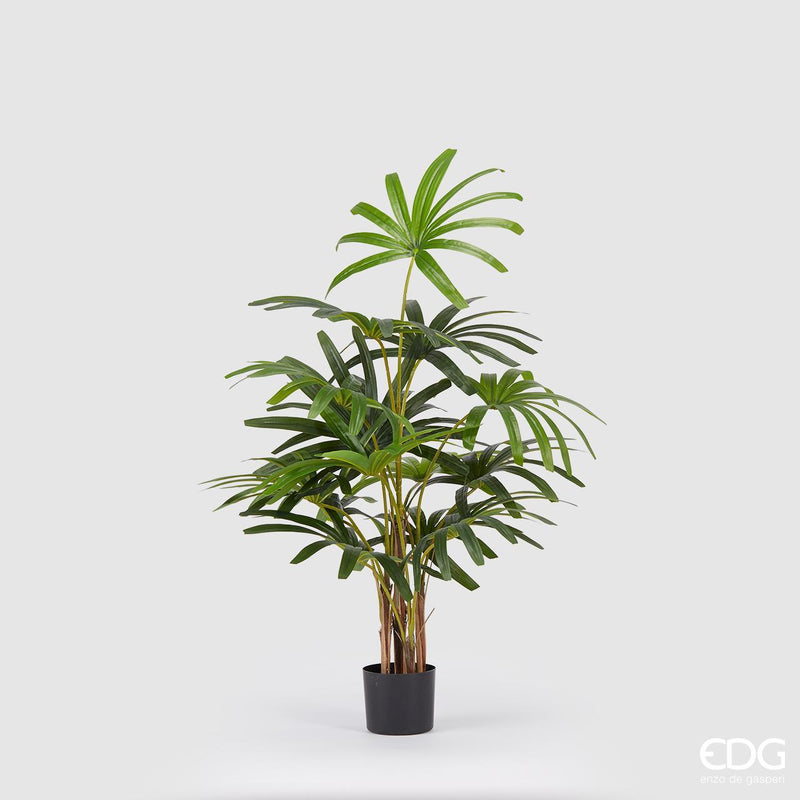 Pianta Palma Rapisgracilis con vaso H 120 cm EDG Enzo De Gasperi