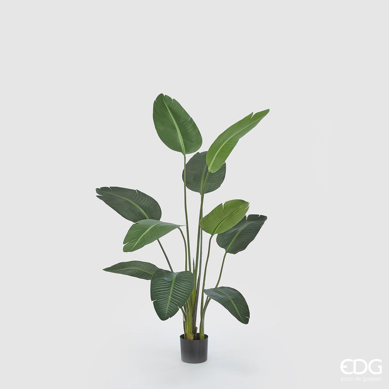 Pianta Sterlizia Chic con vaso H 150 cm Edg