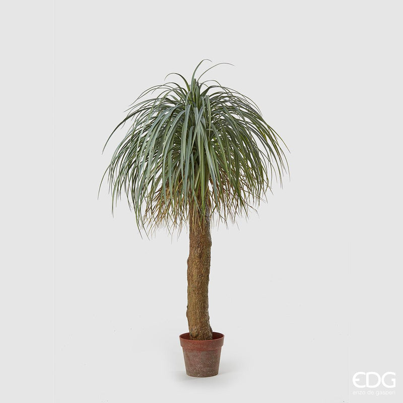 Pianta Yucca West con vaso H 150 cm EDG