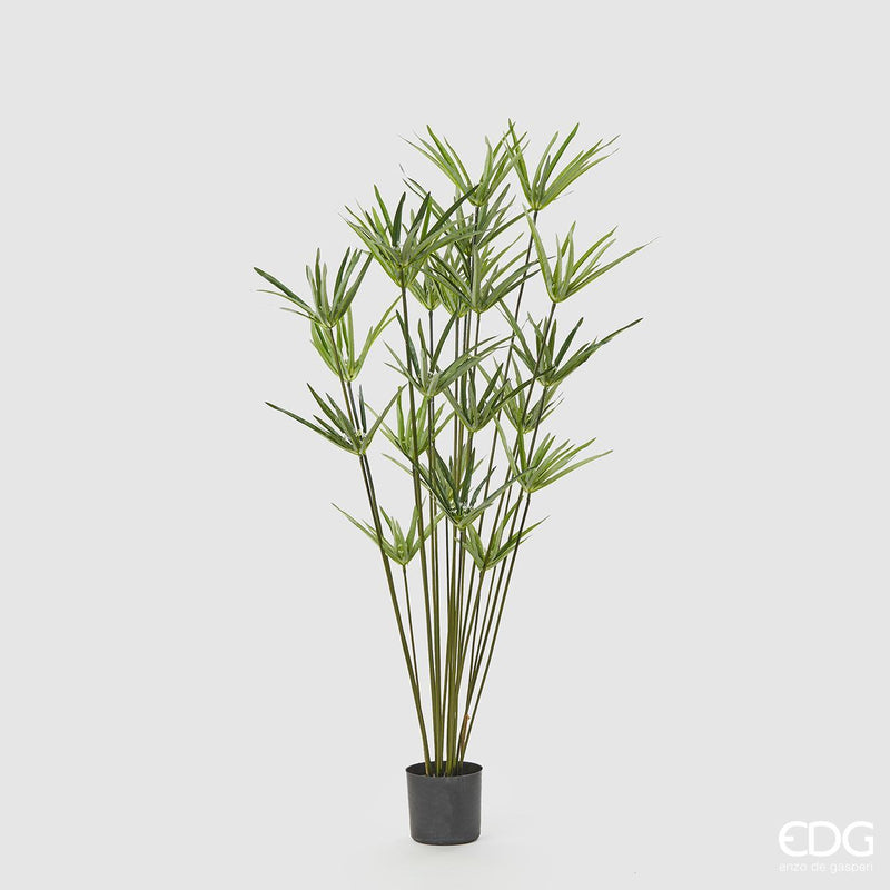 Pianta Papiro con vaso H 150 cm Edg Enzo De Gasperi