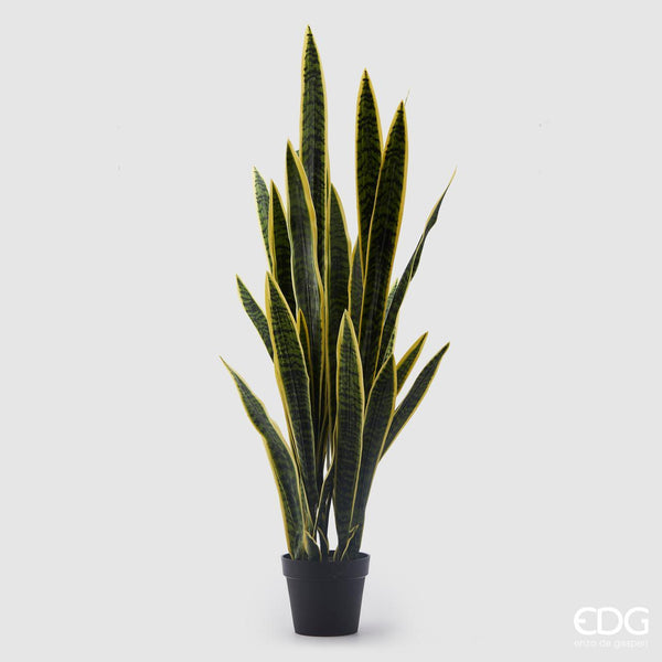 Sanseveria West Bicolor C/N Vaso Edg Enzo De Gasperi