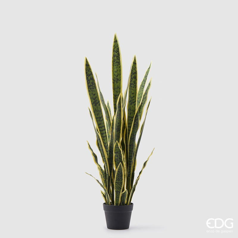 Sanseveria West Bicolor C/N Vaso Edg Enzo De Gasperi