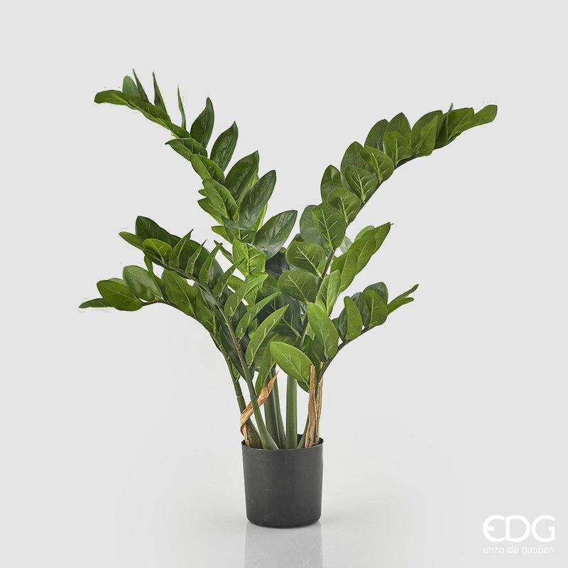 Pianta Zamifolia C/N Vaso Edg