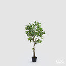 Pianta Ficus Beniamino H 138 cm. Edg Enzo De Gasperi
