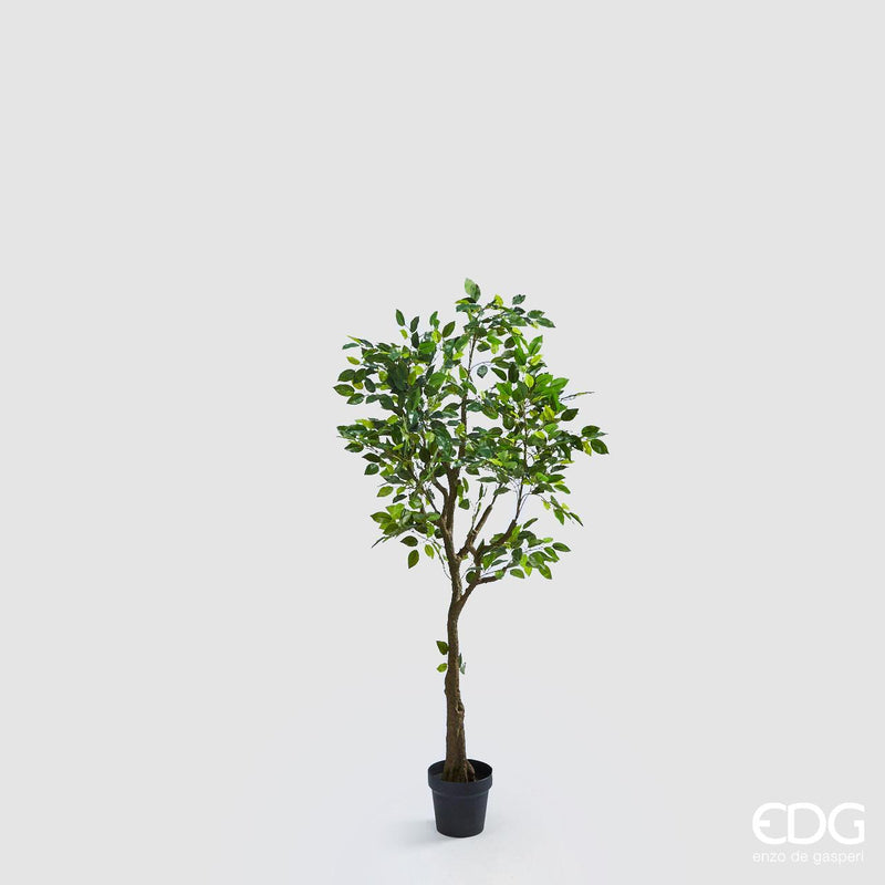 Pianta Ficus Beniamino H138Cm Edg Enzo De Gasperi