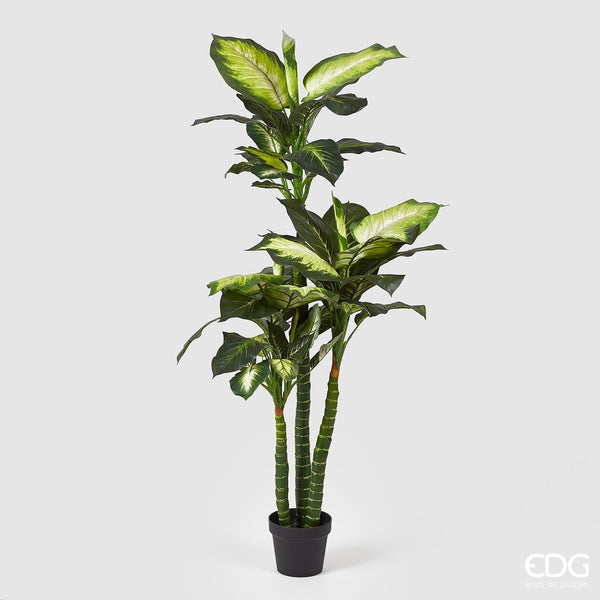 DIEFFENBACHIA C/VASO H155cm EDG Enzo De Gasperi