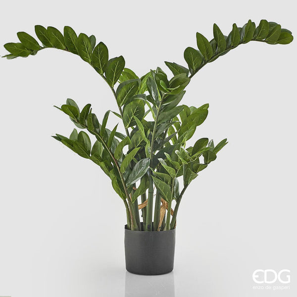 Pianta Zamifolia C/N Vaso Edg