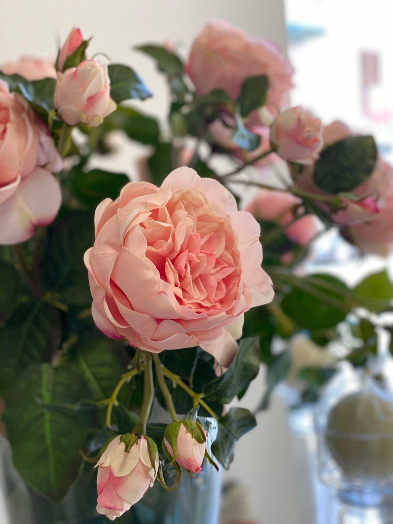 Rosa inglese Dea EDG