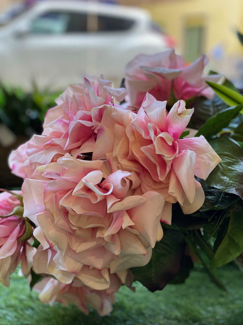 Rosa Duchessa Dea EDG