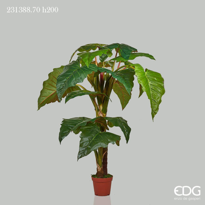 Pianta Alocasia EDG